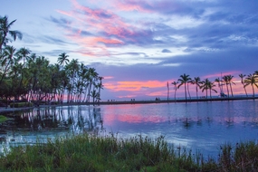 棕榈树海洋图片